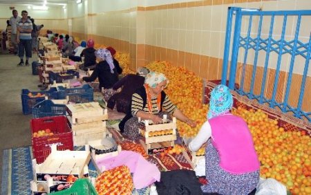 Mut'un kayısı ihracatından 35 milyon dolar bekleniyor