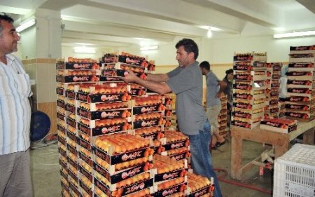 Mut'un kayısı ihracatından 35 milyon dolar bekleniyor