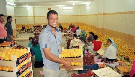 Mut'un kayısı ihracatından 35 milyon dolar bekleniyor