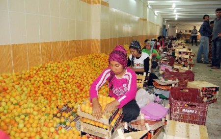 Mut'un kayısı ihracatından 35 milyon dolar bekleniyor