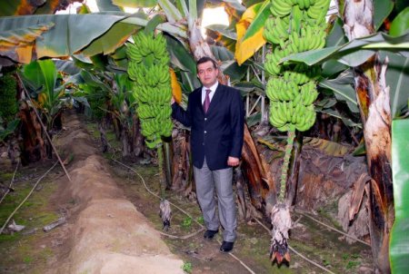 Muzbir Başkanı Güney: Muzu Türkiye Markası Yapacağız