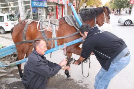 Nalbantlık mesleğini at arabacıları yaşatıyor