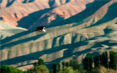 Nallıhan, 187 kuş türünü barındırıyor