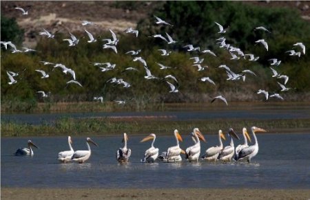 Nallıhan, 187 kuş türünü barındırıyor