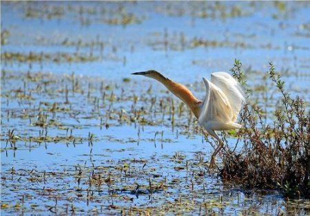 Nallıhan, 187 kuş türünü barındırıyor