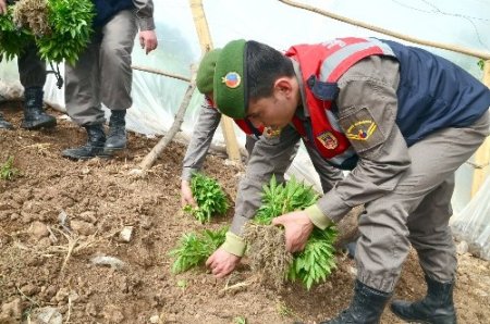 Nar bahçesinde kenevir yetiştirmiş