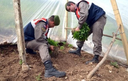 Nar bahçesinde kenevir yetiştirmiş