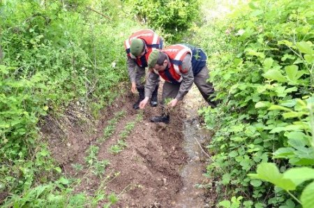 Nar bahçesinde kenevir yetiştirmiş