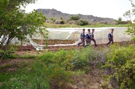 Nar bahçesinde kenevir yetiştirmiş