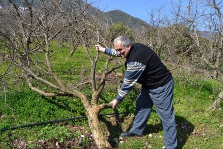 Nar depoda çürüdü, bilinçsiz üretici eğitime alınıyor