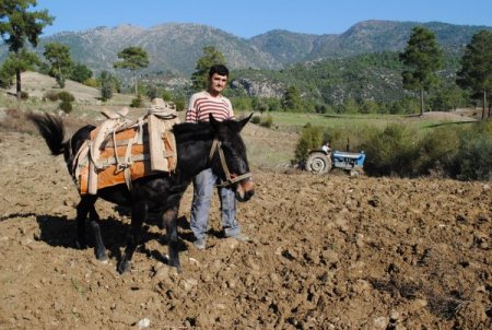 Naras ve Gökçeler barajları tarım arazilerinin susuzluğuna son verecek