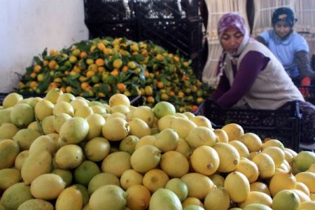 Narenciye üreticisi havaların soğumasını bekliyor