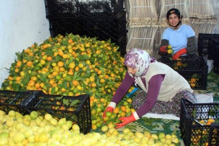 Narenciye üreticisi havaların soğumasını bekliyor