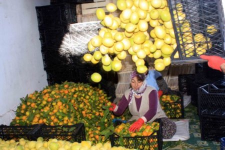 Narenciye üreticisi havaların soğumasını bekliyor