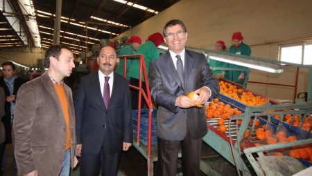 ''Narenciyede, pazarın istediği çeşitler keşfedildi''