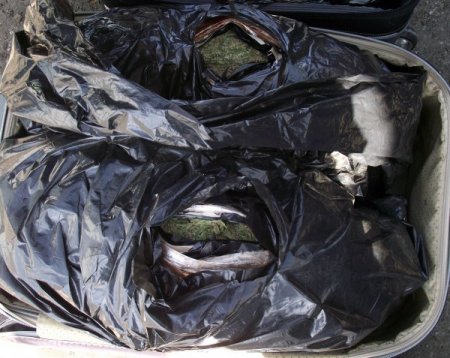 Narkotik köpeği Tora uyuşturucuya geçit vermiyor