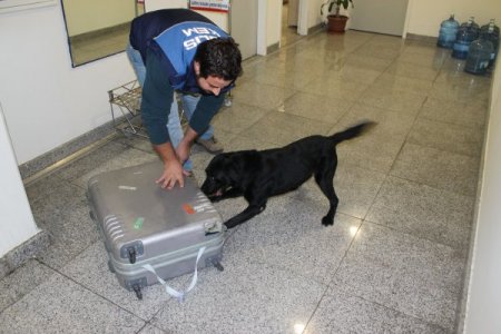 Narkotik köpekleri uyuşturucu çetelerinin korkulu rüyası