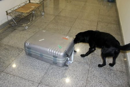 Narkotik köpekleri uyuşturucu çetelerinin korkulu rüyası