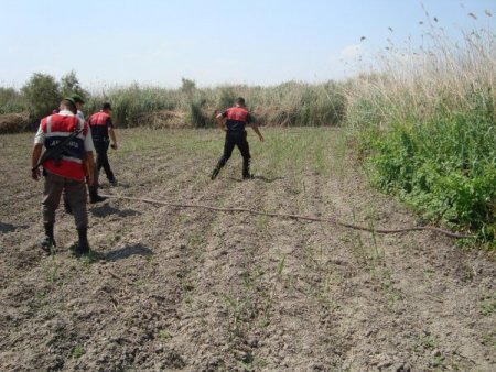 Nehir Yatağına Ekilen Kenevirleri Narkotik Köpeği Buldu