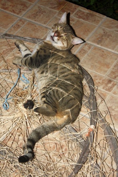 Nesli Tehlikede Olan Yaban Kedisi Ağa Takılmış Halde Bulundu