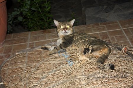 Nesli Tehlikede Olan Yaban Kedisi Ağa Takılmış Halde Bulundu