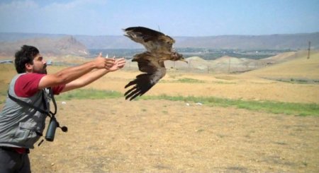 Nesli tükenme tehlikesi bulunan küçük akbabalar uydudan takip ediliyor