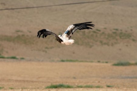 Nesli tükenme tehlikesi bulunan küçük akbabalar uydudan takip ediliyor
