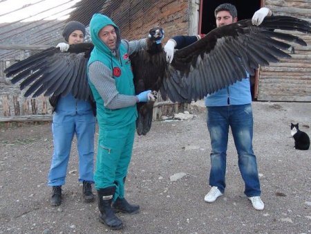 Nesli tükenmek üzere olan kara akbaba, Lisinia’da
