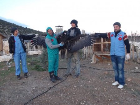 Nesli tükenmek üzere olan kara akbaba, Lisinia’da