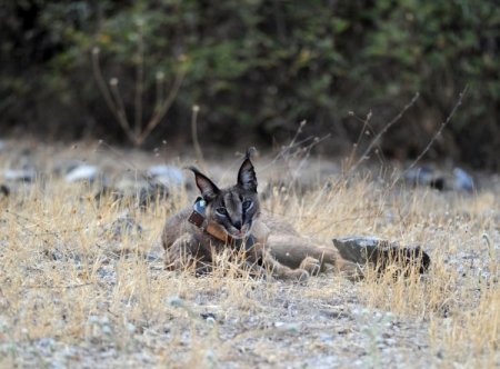 Nesli tükenmek üzere olan karakulak, rehabilitasyon sonrası doğal yaşama salındı