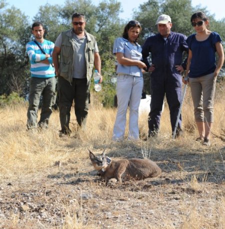 Nesli tükenmek üzere olan karakulak, rehabilitasyon sonrası doğal yaşama salındı
