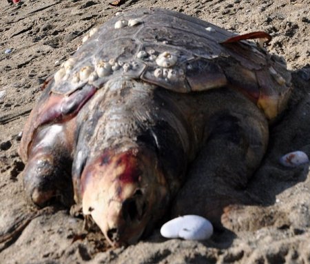 Nesli yok olmaya yüz tutan ‘Caretta Caretta’ ölüsü sahile vurdu