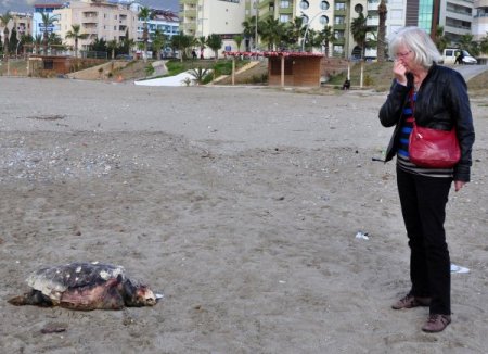 Nesli yok olmaya yüz tutan ‘Caretta Caretta’ ölüsü sahile vurdu