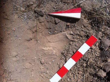 Nevşehir’de 10 milyon yıllık gergedan fosili bulundu