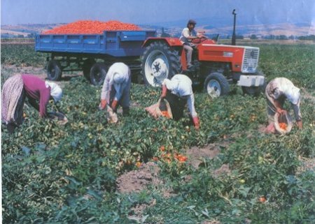 Nevşehir’de 18 Milyon Tl Destekleme Ödemesi Yapılacak