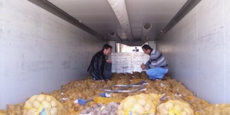 Nevşehir’de 320 bin ton patates üretiliyor