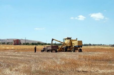 Nevşehir'de Aspir Üretimi Yaygınlaştırılacak