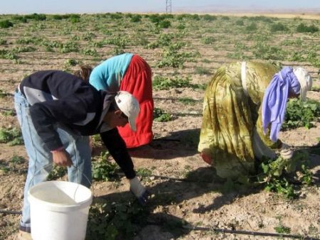 Nevşehir'de Çiftçiye 5 Milyon Tl Ödeme Yapılacak