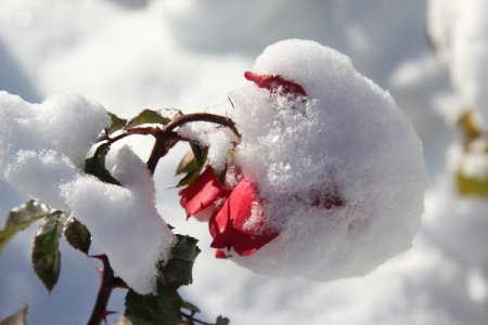 Nevşehir'de kar güllere ayrı bir güzellik kattı