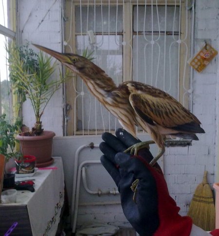 Nevşehirli çiftçi, dünyada nadir bulunan kuşu kapı önünde buldu