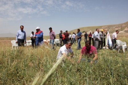 Nevşehirli çiftçiler Macar fiği ile üç katı verim yakaladı