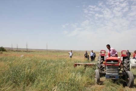 Nevşehirli çiftçiler Macar fiği ile üç katı verim yakaladı