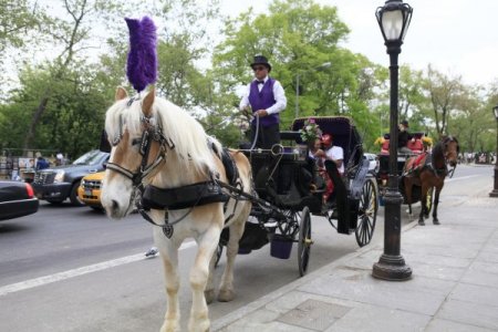 New York'un Ünlü Faytoncusu Nurettin'in Müşterileri Arasında Al Pacino Da Var