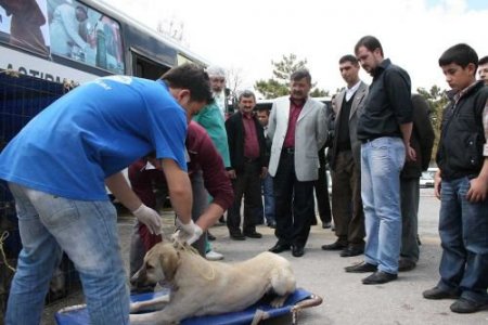 Niğde Belediyesi, 134 Sokak Köpeğini Kısırlaştırdı