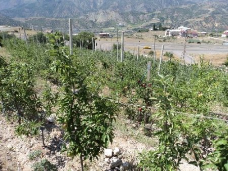 Niğde'de elma bahçesi 200 bin dekara ulaştı