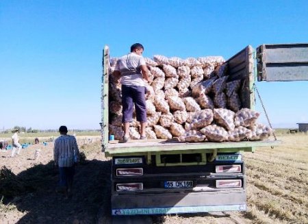 Niğde'de Patates Üreticisi Verimden Memnun Ancak Düşük Fiyattan Dertli