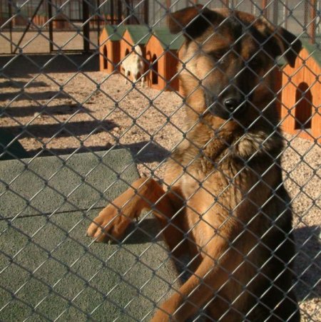 Niğde'de Sokak Köpekleri Barınağa Kavuştu