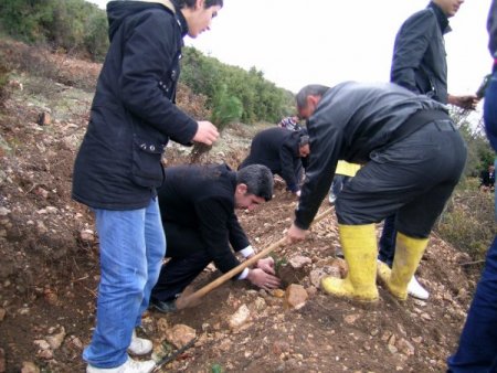 Niksar'da fidanlar toprakla buluştu
