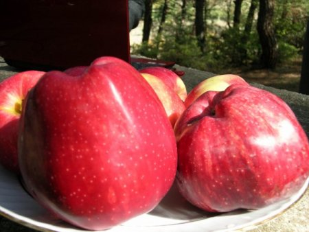 Niksar’da organik gıda üretimi yaygınlaşıyor