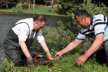 Nilüfer denilince Gölcük akla gelecek
